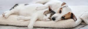 Cat & Dog Sleeping